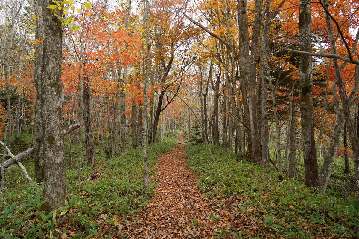 Ultimate Guide to Hiking the Hokkaido East Trail: Self-Guided Treks & Tips